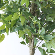 Artificial Fake Ficus Tree 210cm