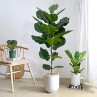 Artificial Fake Fiddle Leaf Fig Tree in Pot 60cm