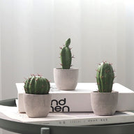 Artificial Fake Mini Cactus in Pot