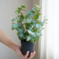 Artificial Fake Eucalyptus Plant in Pot 30cm