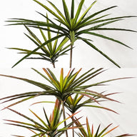 Artificial Fake Dracaena Marginata Plant Tree 90cm